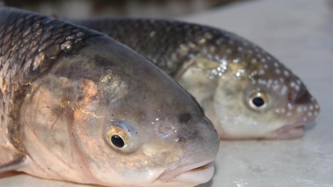 تکثیر ماهی سفید به روش شیل گذاری در مازندران